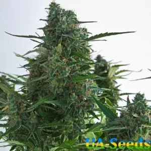 Auto Diesel