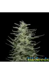 Amnesia Molotov