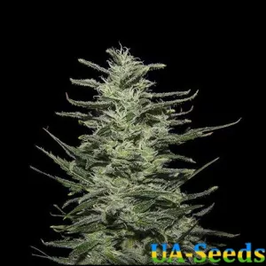 Amnesia Molotov