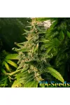 Auto Black Jack