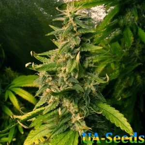 Auto Black Jack