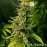 Auto Black Jack