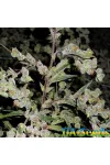 Auto Dr. Grinspoon