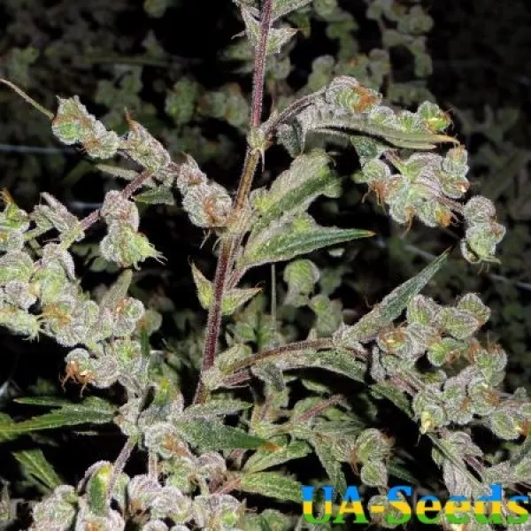 Семена конопли Auto Dr. Grinspoon