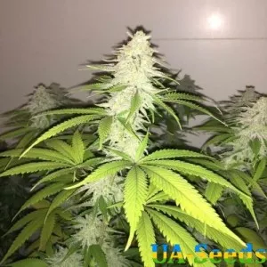 Auto Pure Power Plant Feminised