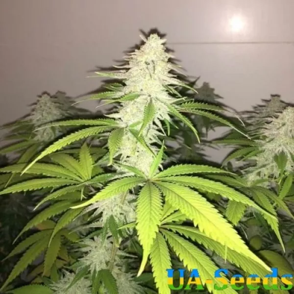 Насіння коноплі Auto Pure Power Plant Feminised