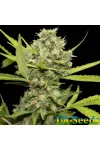 Pineapple Chunk Feminised