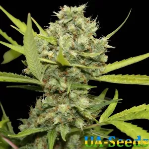 Pineapple Chunk Feminised