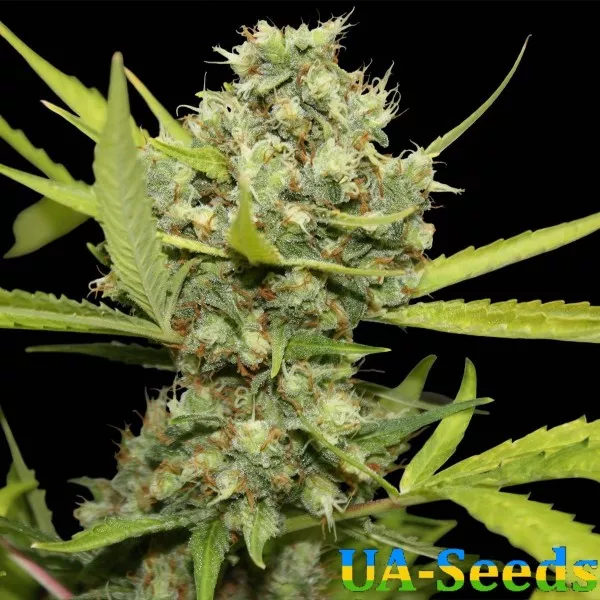 Семена конопли Pineapple Chunk Feminised