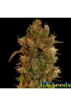 8 Ball Kush Feminised