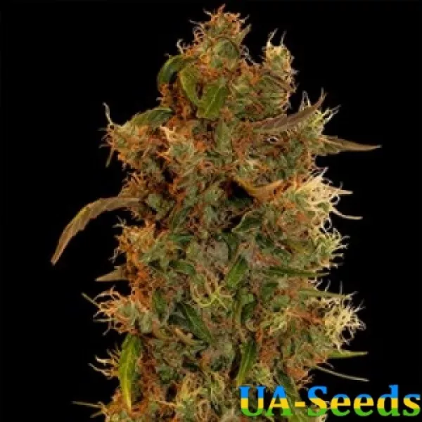 Семена конопли 8 Ball Kush Feminised