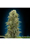 Auto Afghan Mass Feminised Auto Afghan Mass Feminised