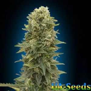 Auto Afghan Mass Feminised