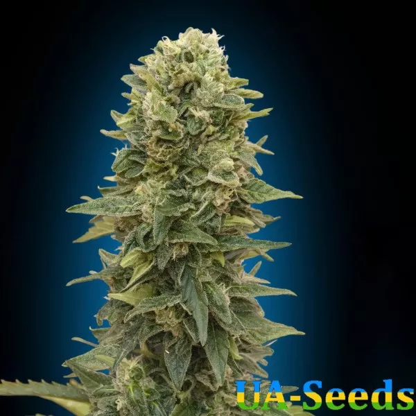 Насіння конопель Auto Afghan Mass Feminised