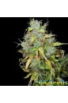Auto Black Jack Feminised