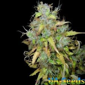 Auto Black Jack Feminised