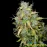 Auto Black Jack Feminised