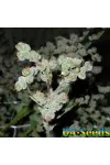 Auto Dr. Grinspoon Feminised