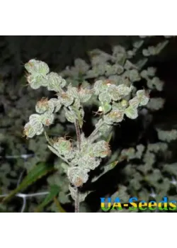 Auto Dr. Grinspoon Feminised