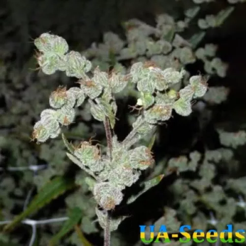 Насіння конопель Auto Dr. Grinspoon Feminised