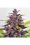 Auto Purple Feminised Auto Purple Feminised
