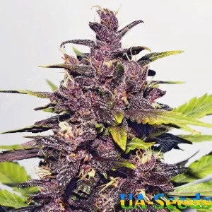 Auto Purple Feminised