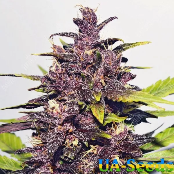 Насіння конопель Auto Purple Feminised