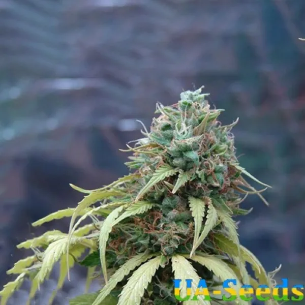 Семена конопли Sadhu