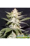 Auto Afghani №1 Auto Afghani №1