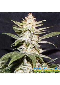 Auto Afghani №1