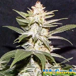 Auto Afghani №1