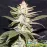 Auto Afghani №1