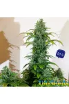 Auto Blue Cheese