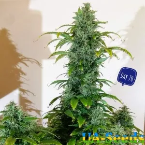 Auto Blue Cheese
