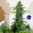 Auto Blue Cheese