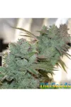 Auto Gorilla Glue Feminised