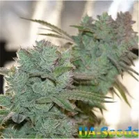 Auto Gorilla Glue Feminised