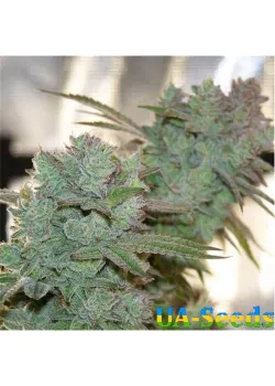 Auto Gorilla Glue Feminised