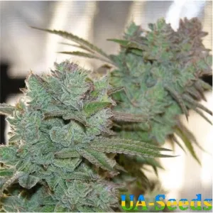 Auto Gorilla Glue Feminised