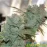 Auto Gorilla Glue Feminised