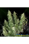 Auto Silver Bullet Feminised