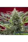Cream 47 Feminised