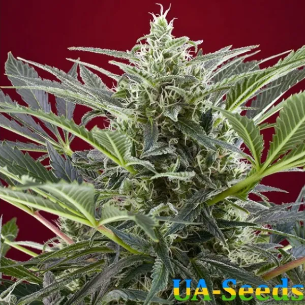 Семена конопли Cream 47 Feminised