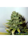 Super Skunk
