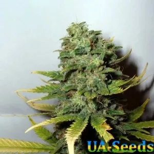 Super Skunk