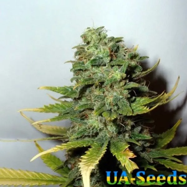 Семена конопли Super Skunk