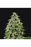 Afghan Kush Feminised Afghan Kush Feminised