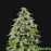 Afghan Kush Feminised
