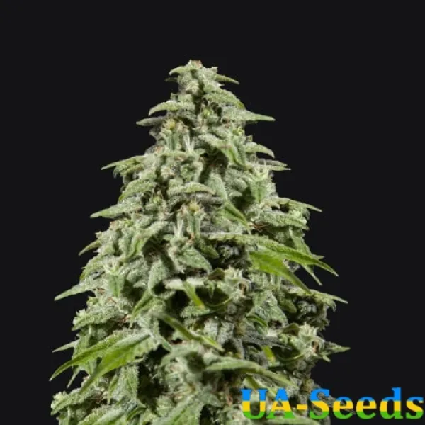 Семена конопли Afghan Kush Feminised