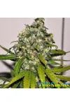 Auto AK 48 Feminised